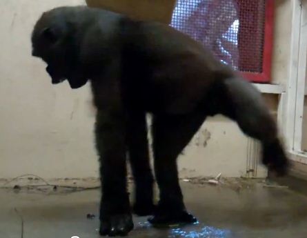 Calgary Zoo Gorilla Dances